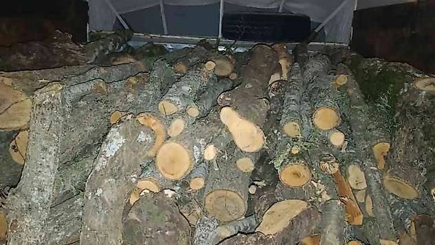 Andırın'da kaçak kesilen ağaçlara el konuldu