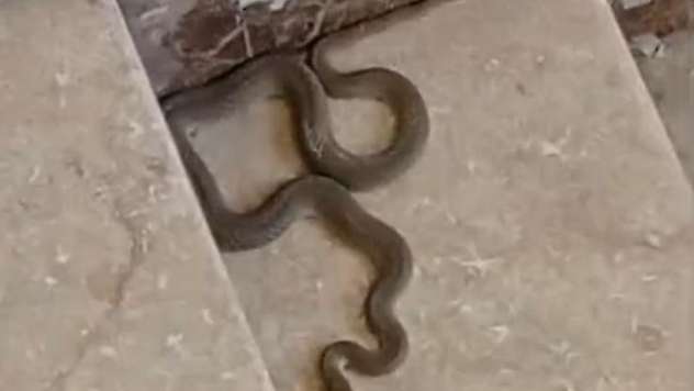 Apartmana giren yılan paniğe neden oldu