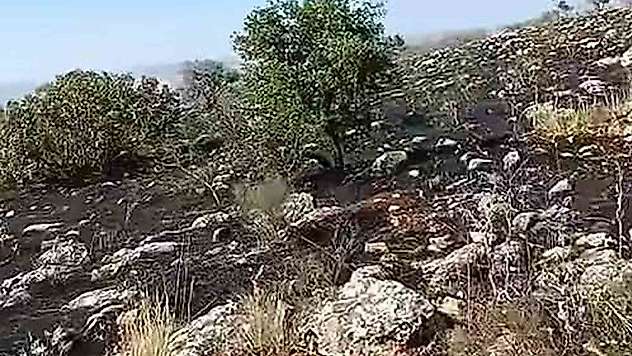 Araban'da fıstıklık ve otluk alanda yangın