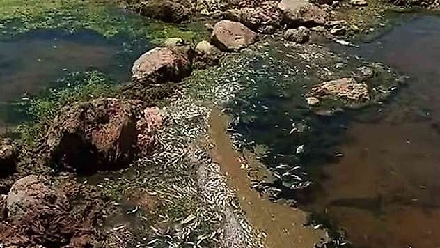 Karasu Çayı'nda tedirgin eden toplu balık ölümleri