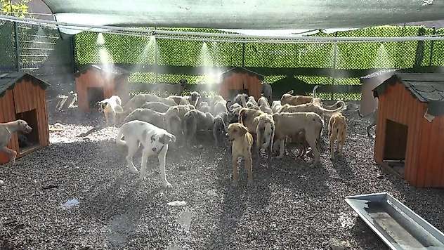 Aşırı sıcaklardan bunalan hayvanlar fıskiyelerin altında serinliyor