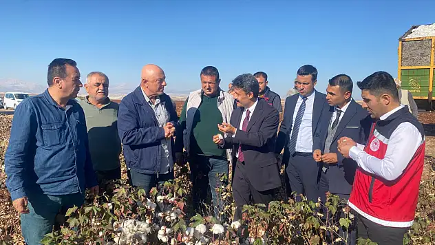 Besni'de Beyaz Altın hasadı başladı