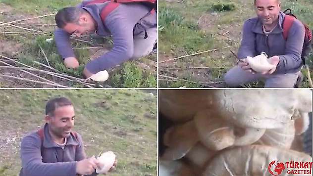 Bitlis'te dağ mantarı çıkmaya başladı