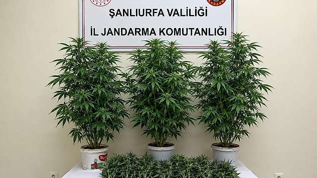 Bozova'da 13 kenevir bitkisi ele geçirildi