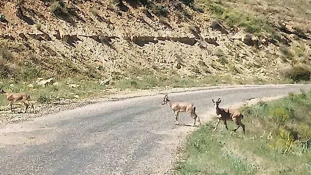Dağ keçilerini görüntüledi