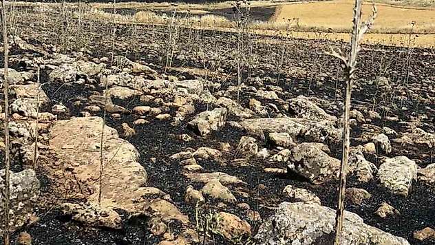 Diyarbakır'da yüzlerce dönüm ekili alan kül oldu