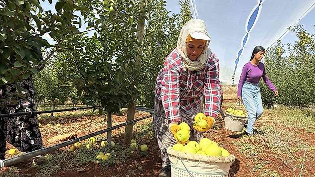 Doğanşehir'de elma hasadı başladı