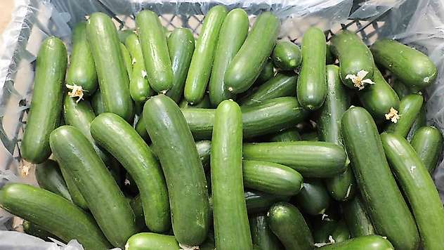 Elazığ'da 17 bin ton salatalık üretimiyle örtü altı sezonu başladı