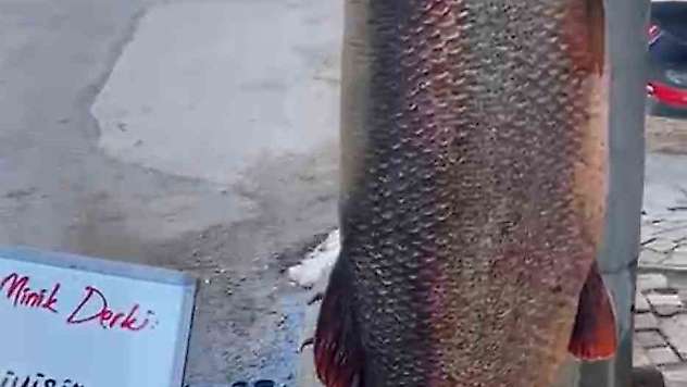 Elazığ'da 97 kilogram turna balığı yakalandı