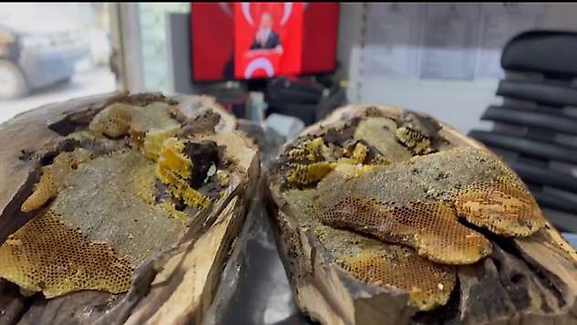 Elazığ'da ağaç kovuğundan 13 kilo bal çıkartıldı