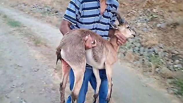 Elazığ'da bir şahıs, köpeklerin saldırdığı dağ keçisini kucağında taşıdı