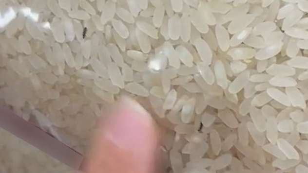 Elazığ'da paketli bir pirinç içerisinde böcekler görüntülendi