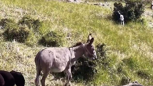 Elazığ'da sürüden ayrılan eşeği dronun sesi geri getirdi