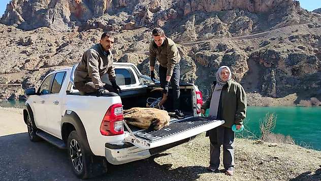 Elazığ'da yaralı dağ keçisi için ekipler seferler oldu