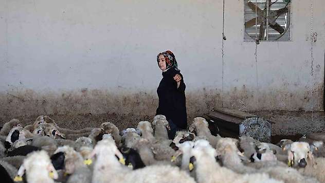 Elazığlı kadın girişimci devlet desteğiyle çiftlik kurdu