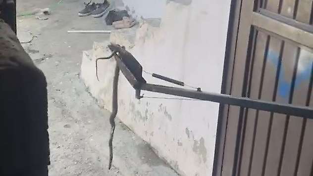Eve giren yılan yakalanarak doğaya bırakıldı