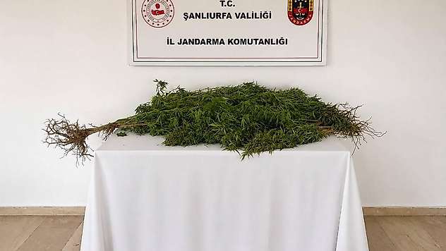 Eyyübiye'de 8 kök kenevir bitkisi ele geçirildi