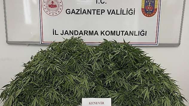 Gaziantep'te 116 kök kenevir ele geçirildi: 9 gözaltı