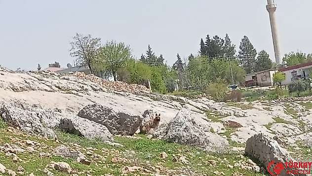 Gümüşkaya Köyünde sırtlan görüldü