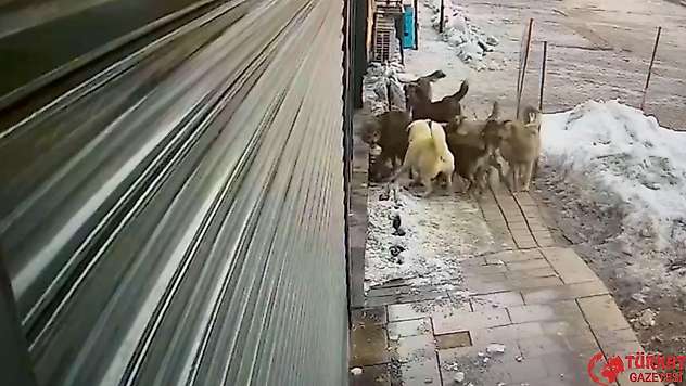 Hakkari'de köpeklerin kurda saldırdığı anlar kamerada