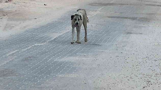 Halfeti'de sahipsiz köpeğin saldırdığı çocuk yaralandı