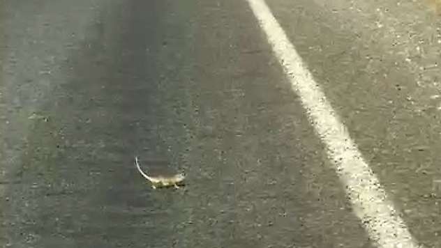 Kahramanmaraş'ta bukalemuna yol veren sürücü güldürdü
