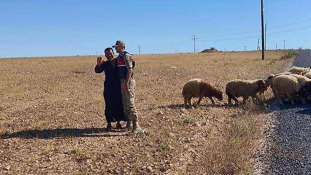 Kaybolan küçükbaş hayvanları jandarma buldu