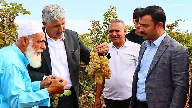 Kaymakam Soysal üzüm hasadına katıldı