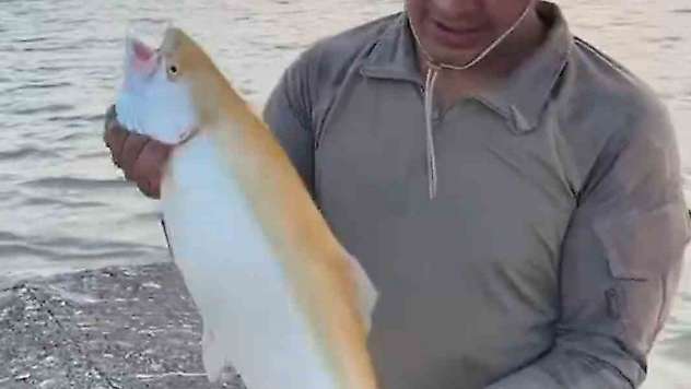 Keban Baraj Gölü'nde  sarı renkli albino alabalık yakalandı