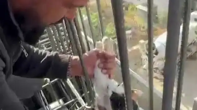 Kedi, dökülen betonun altında kalmaktan son anda kurtarıldı