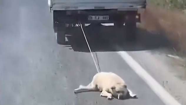 Köpeği kamyonetin arkasına bağlayıp sürükleyerek götürdü