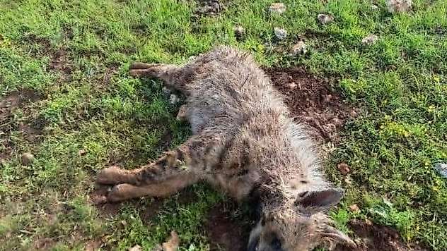 Köpeklerin saldırdığı sırtlan telef oldu