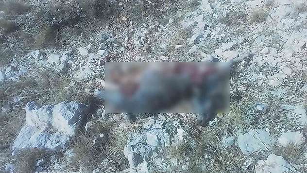 Adıyaman'da otlatılmaya çıkarılan kurtlar, keçi sürüsüne saldırdı