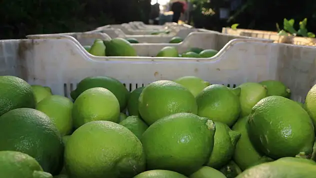 Limon hasadı 25 ve 27 Eylül tarihlerinde başladı