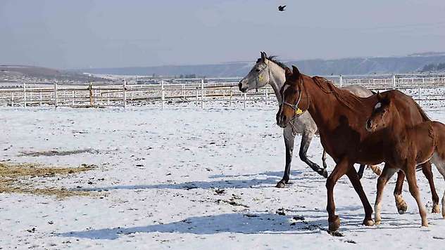 Malatya'da 2026 şampiyon adayı taylar dünyaya gelmeye başladı