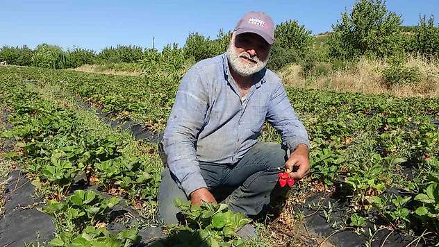 Malatya'da çilek hasadı yüzleri güldürüyor