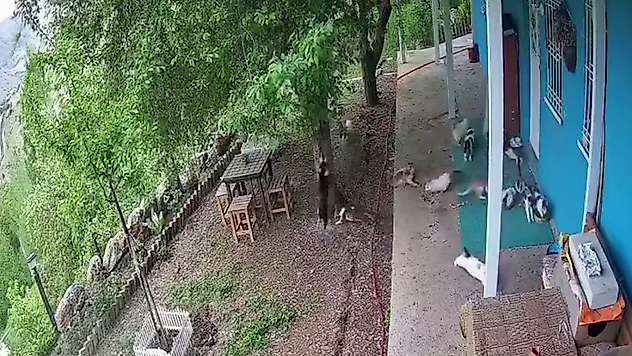 Malatya'da deprem paniği: Kedilerin panikle kaçışı kamerada
