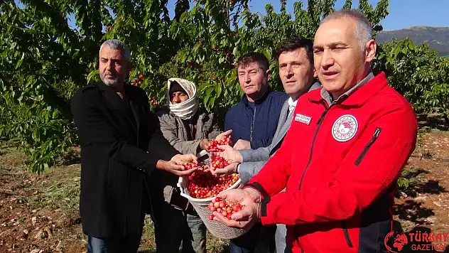 Manisa'da kilosu 3.500 TL'den satılıyor