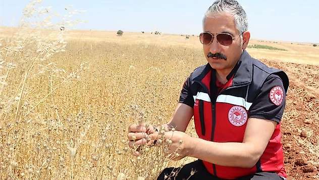 Müdür Akkan çörek otu hasadına katıldı