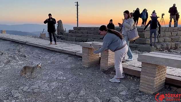 Nemrut Dağı'ndaki sevimli tilki, yerli ve yabancı turistlerin ilgi odağı oldu