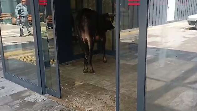 Nizip'te kaçan kurbanlık dana soluğu acil serviste aldı