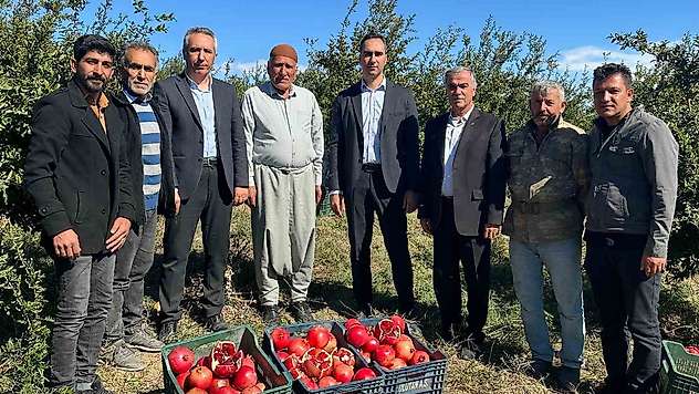 Samsat'ta nar hasadı başladı