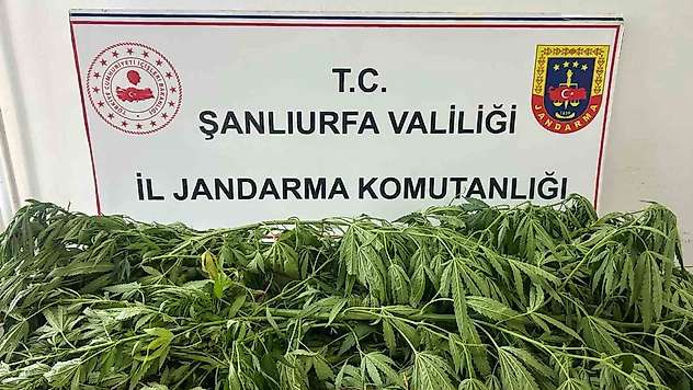 Şanlıurfa'da 35 kök kenevir ele geçirildi: 1 gözaltı