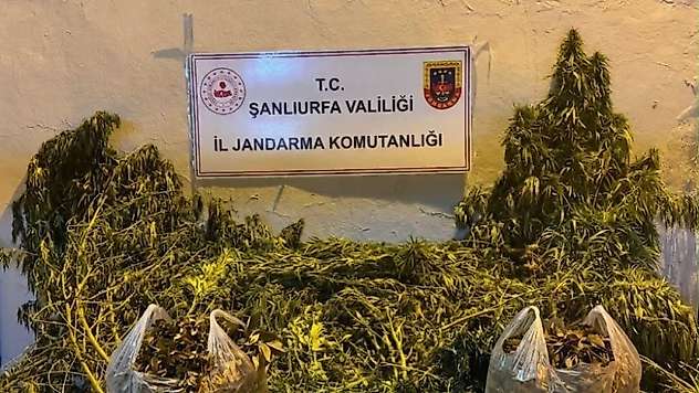Şanlıurfa'da 625 kök kenevir ele geçirildi