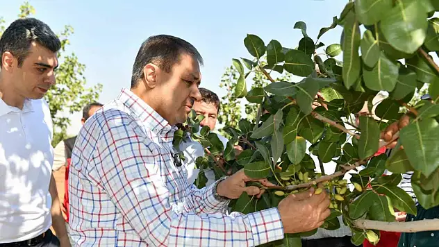 Şanlıurfa'da boz fıstık hasadı başladı
