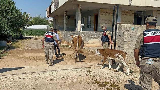 Şanlıurfa'da büyükbaş hayvan dolandırıcılığında 1 gözaltı