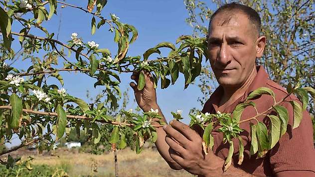 Şanlıurfa'da elma ağaçları ağustos ayında çiçek açtı
