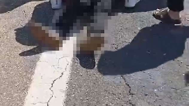 Şanlıurfa'da kurbanlık yüklü kamyonet devrildi: 1 ölü, 1 yaralı