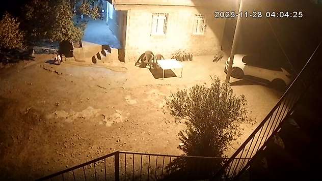 Şanlıurfa'da sırtlanlar tavuk kümesine girdi: Horoz ve tavukları çaldı