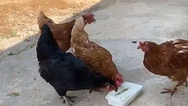 Sıcaktan bunalan tavuklarını Maraş dondurması ile serinletti